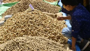 Time for a Yellow Revolution: Boosting Oilseeds Production